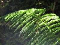 Albums/20060200-New Zealand 2006/20060210-Te Anau to Milford/33